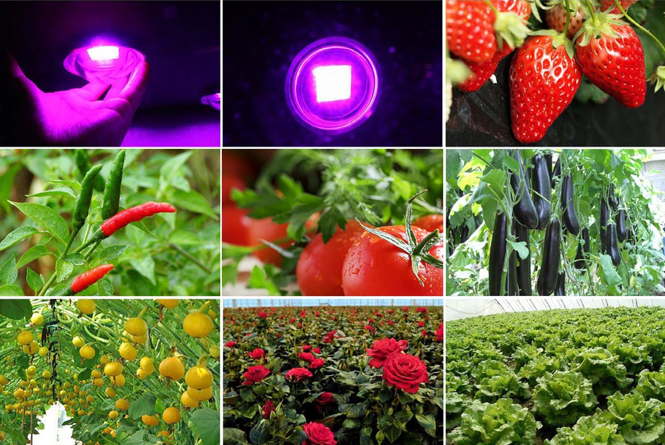 Crop fields grown with Spider COB LED Growlightss